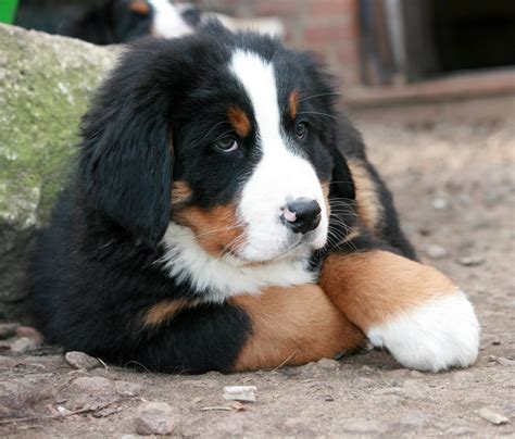 bernese mountain dog movie|bernese mountain dog movies online.